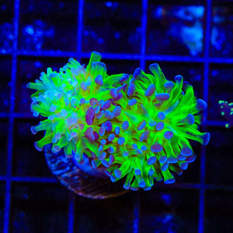 Splatter Stalk Hammer Coral