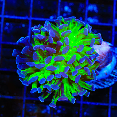 Splatter Stalk Hammer Coral