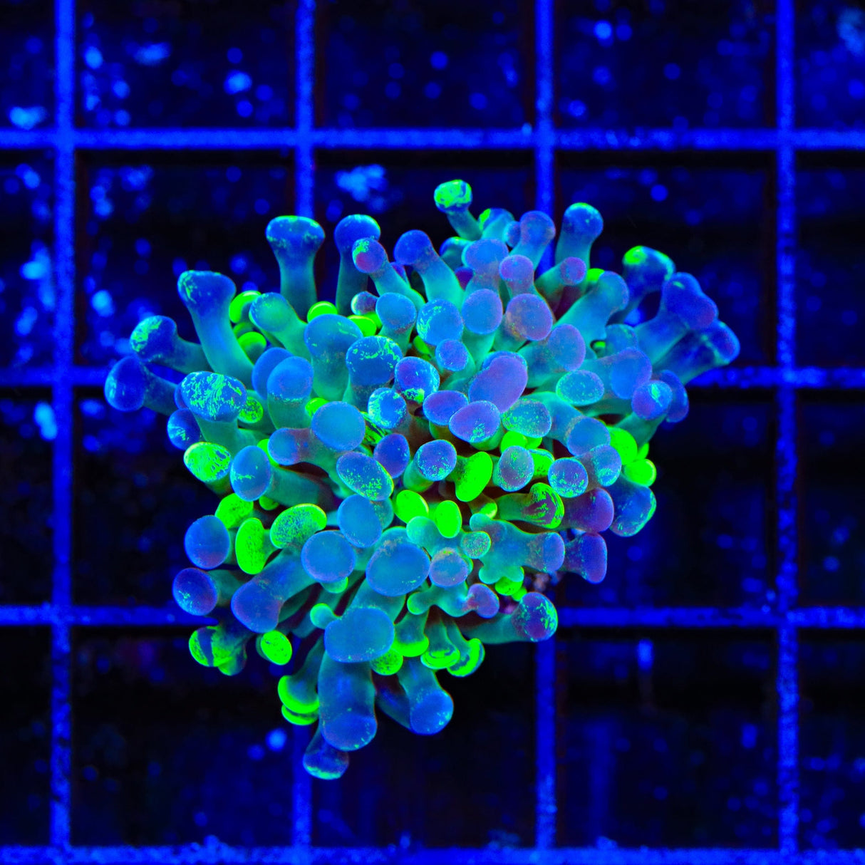 Splatter Stalk Hammer Coral