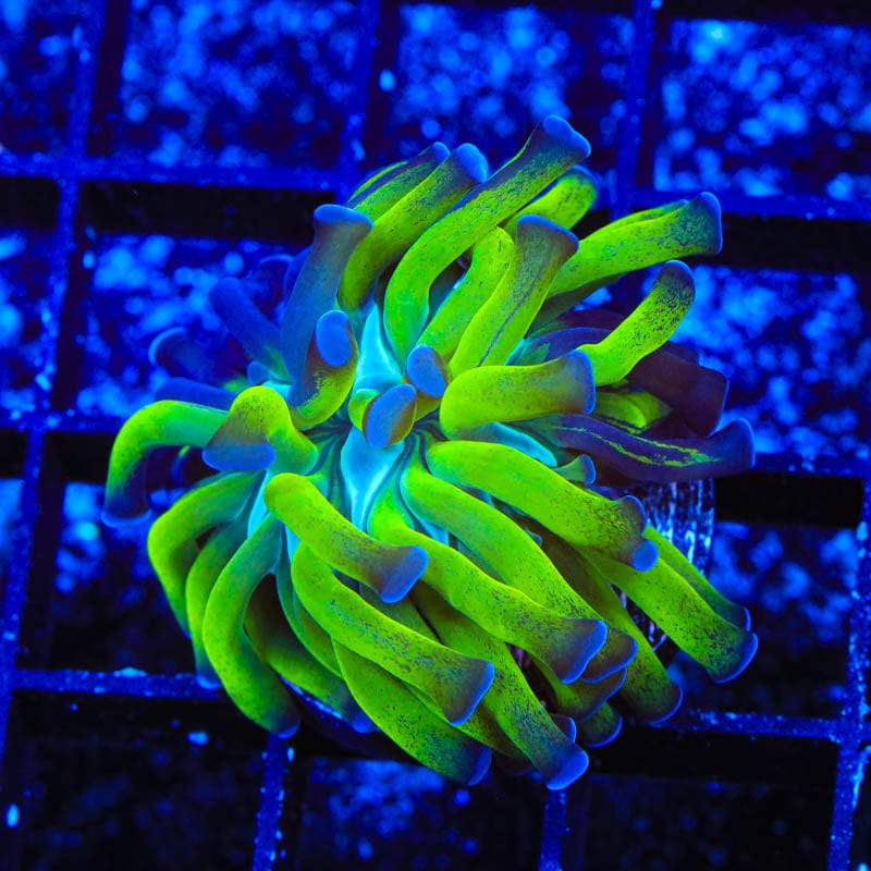 Splatter Stalk Hammer Coral