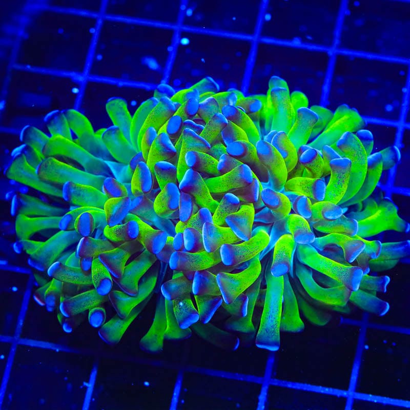 Splatter Stalk Hammer Coral
