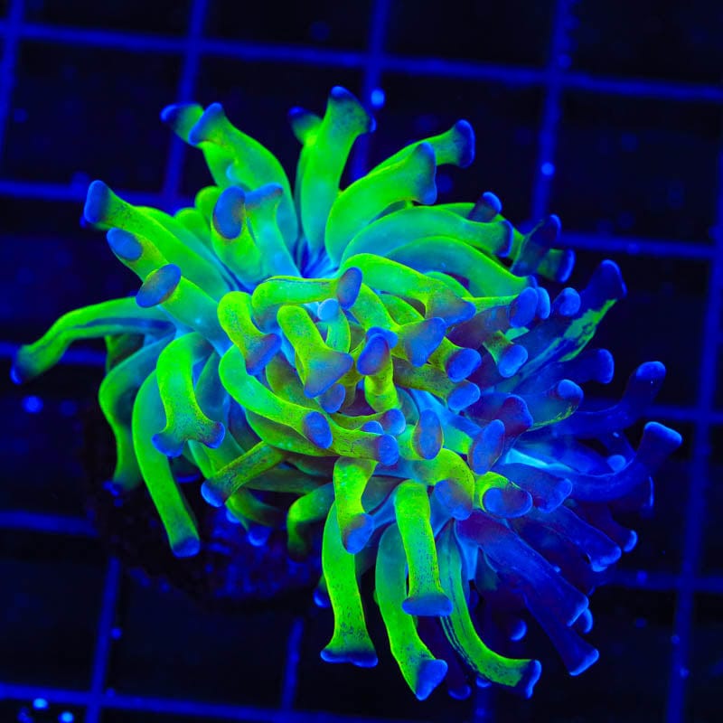 Splatter Stalk Hammer Coral