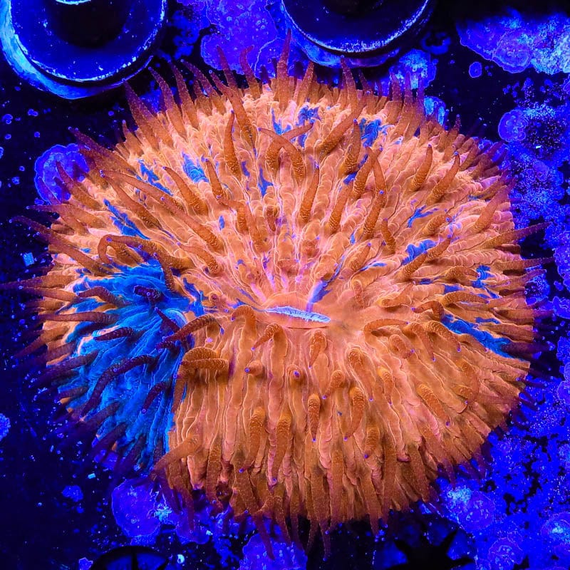 Splatter Ultra Plate Coral