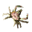 Sponge Decorator Crab – Dromia sp.