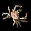 Sponge Decorator Crab – Dromia sp.