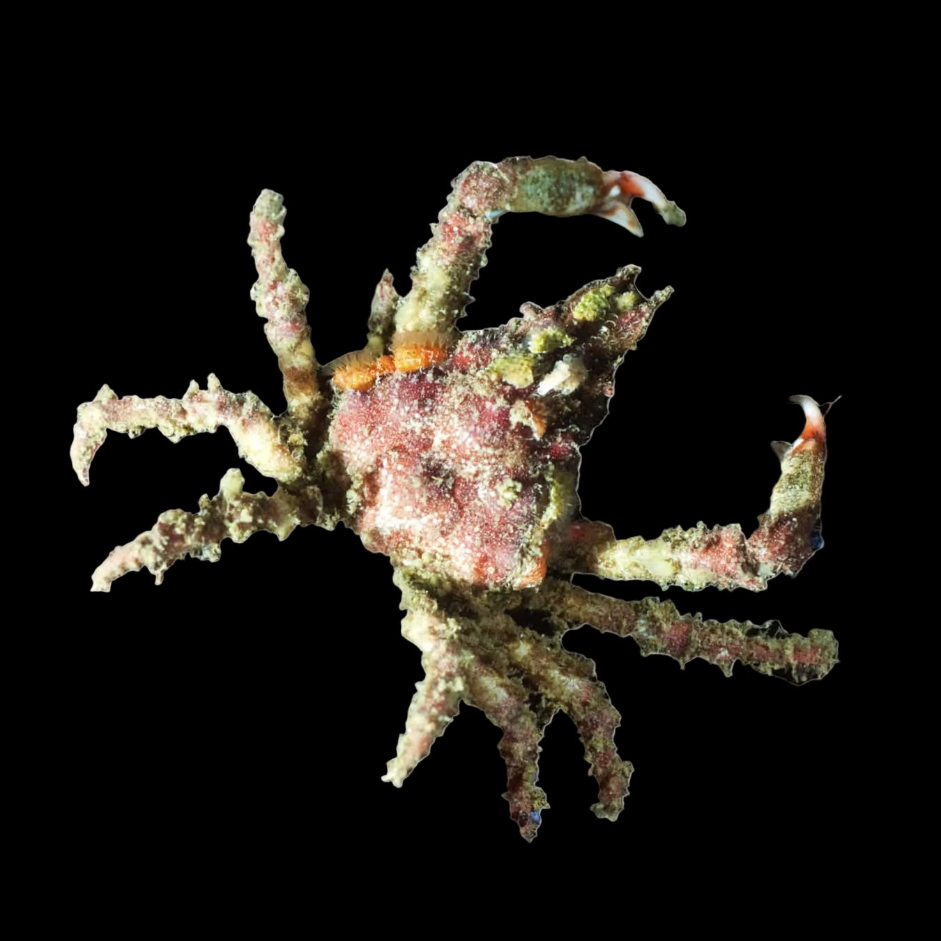 Sponge Decorator Crab – Dromia sp.