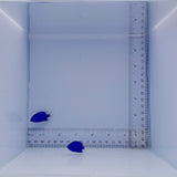 Springeri Damsel Fish