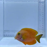 Square Tail Bristletooth Tang Fish
