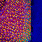 SR Supreme Stylocoeniella Coral
