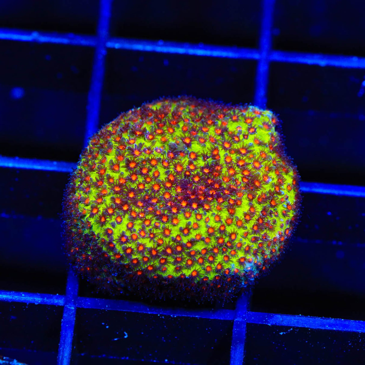 SR Supreme Stylocoeniella Coral
