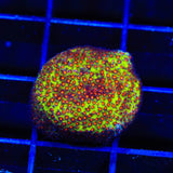 SR Supreme Stylocoeniella Coral