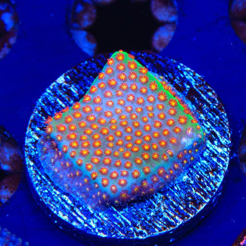 SR Supreme Stylocoeniella Coral