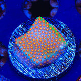 SR Supreme Stylocoeniella Coral