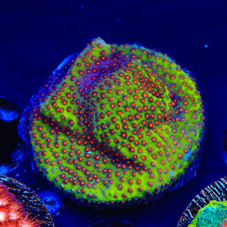 SR Supreme Stylocoeniella Coral