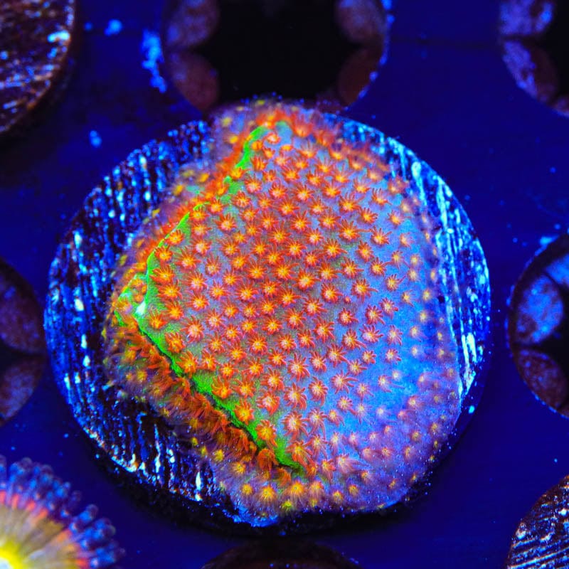 SR Supreme Stylocoeniella Coral