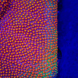 SR Supreme Stylocoeniella Coral