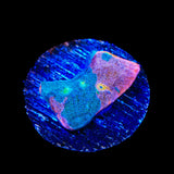 Stained Glass Chalice Coral