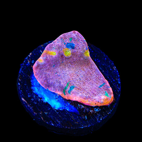 Stained Glass Chalice Coral