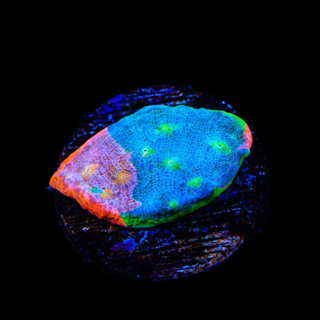 Stained Glass Chalice Coral