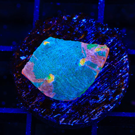 Stained Glass Chalice Coral