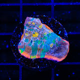 Stained Glass Chalice Coral
