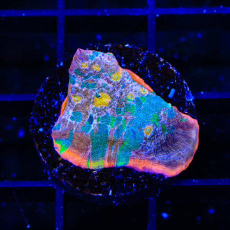 Stained Glass Chalice Coral