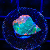 Stained Glass Chalice Coral