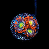 Star Foxx Zoanthid Coral