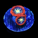 Star Foxx Zoanthid Coral