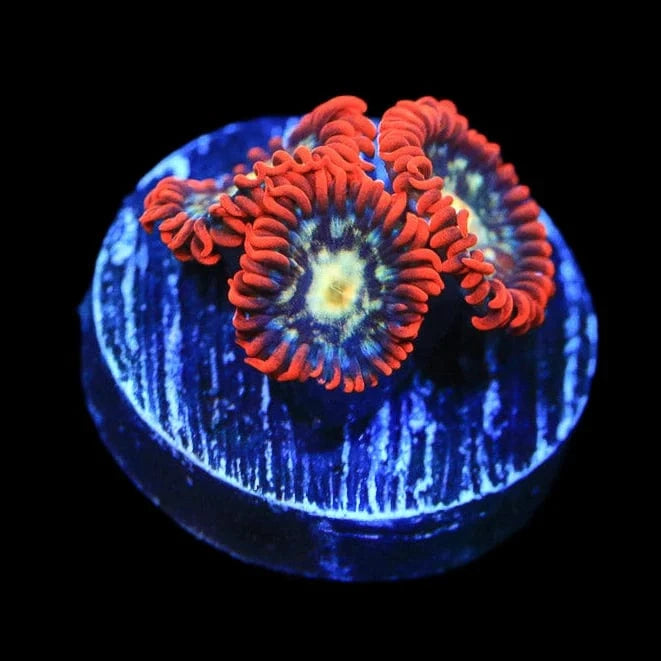 Star Foxx Zoanthid Coral