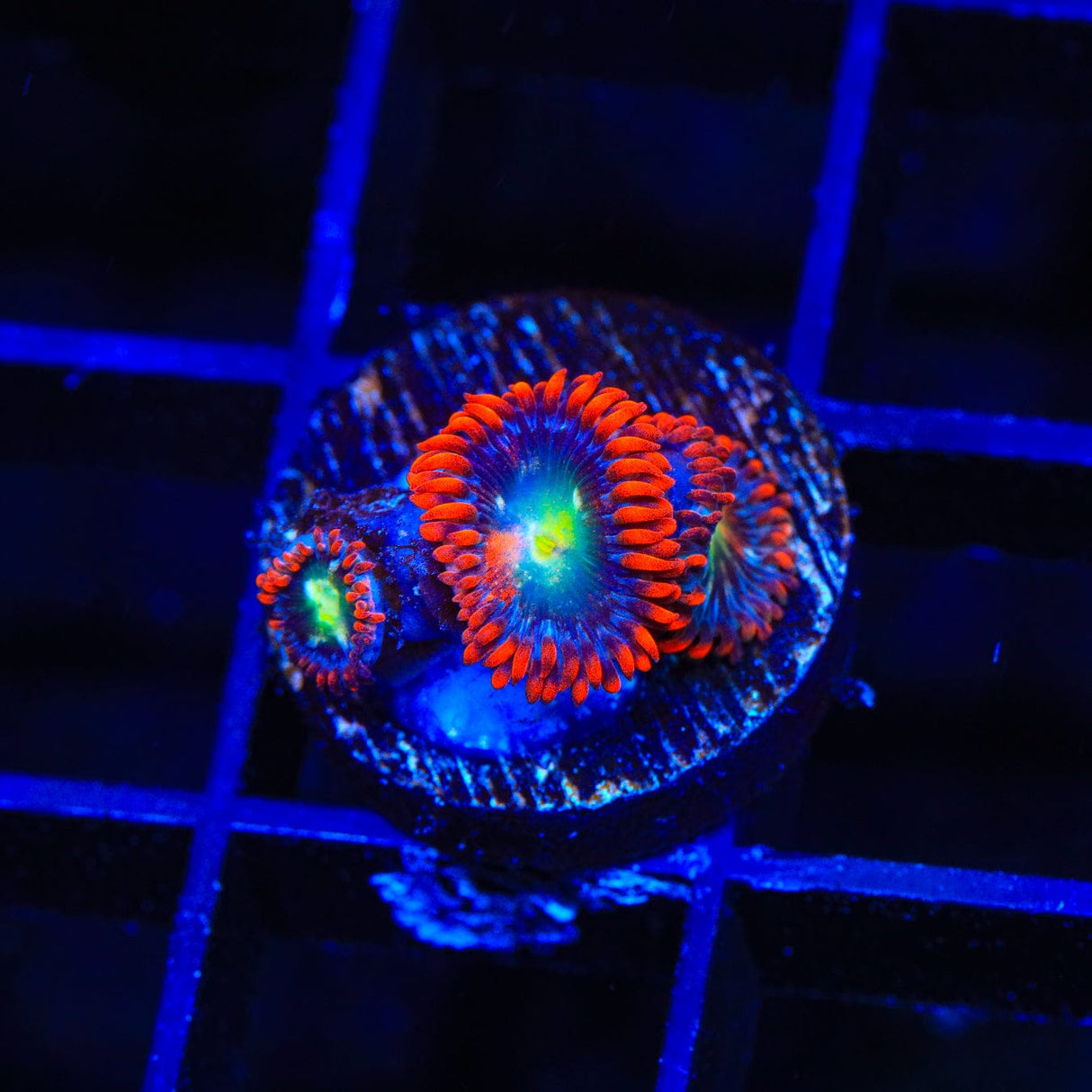 Star Foxx Zoanthids Coral