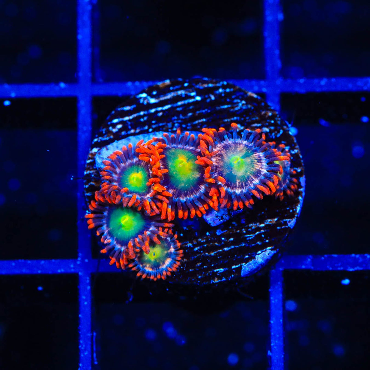 Star Foxx Zoanthids Coral