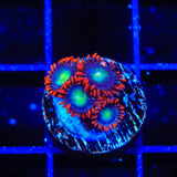 Star Foxx Zoanthids Coral