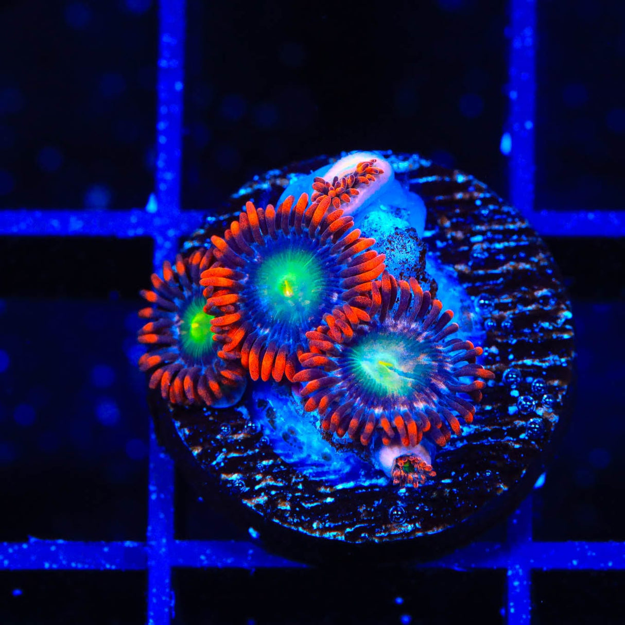 Star Foxx Zoanthids Coral
