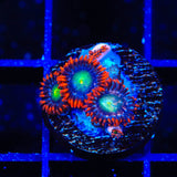 Star Foxx Zoanthids Coral