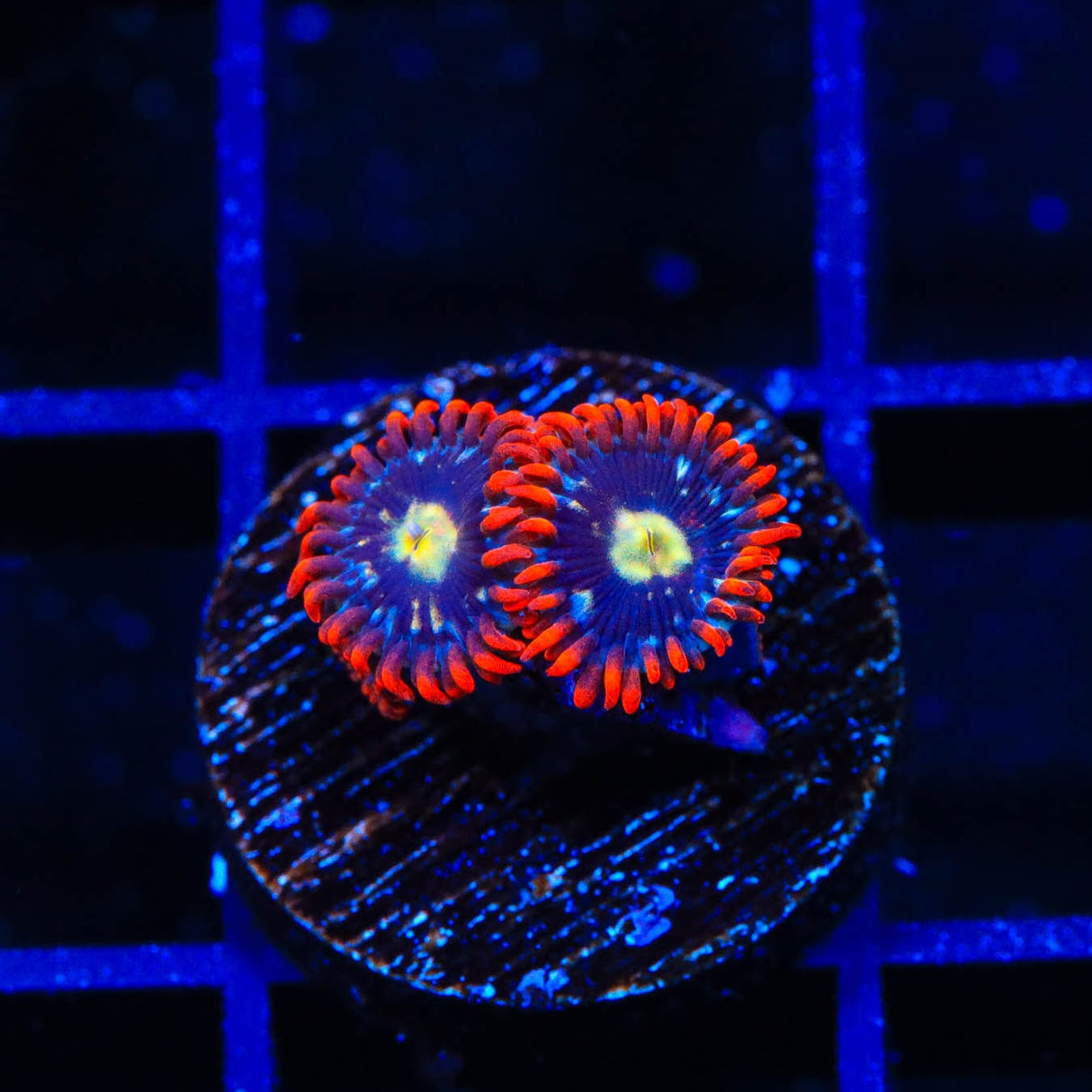 Star Foxx Zoanthids Coral