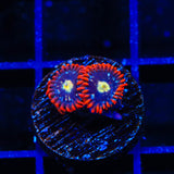 Star Foxx Zoanthids Coral