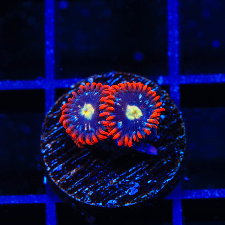 Star Foxx Zoanthids Coral