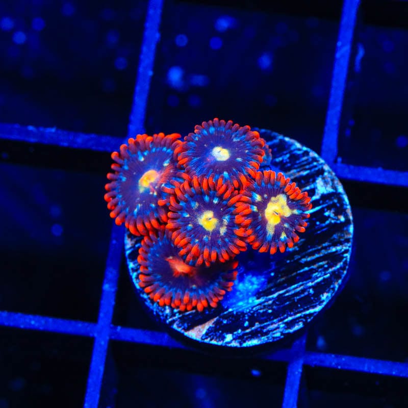 Star Foxx Zoanthids Coral