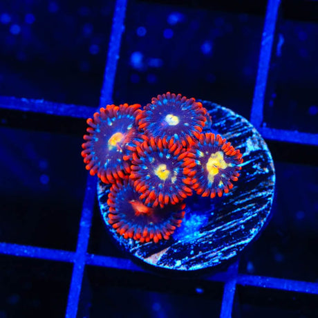 Star Foxx Zoanthids Coral