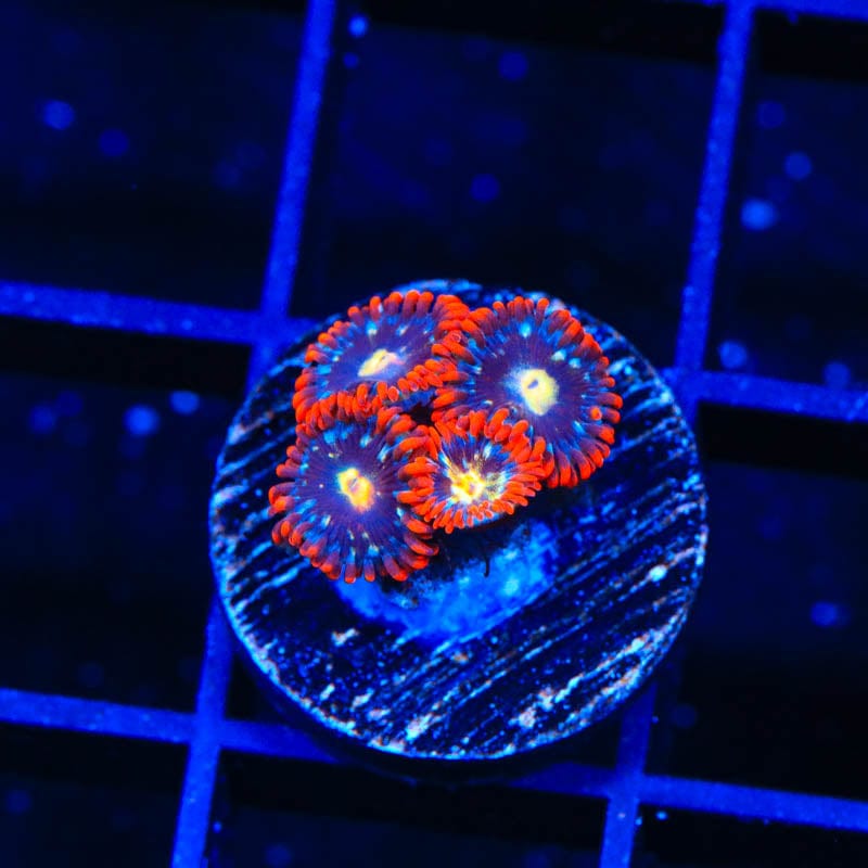 Star Foxx Zoanthids Coral