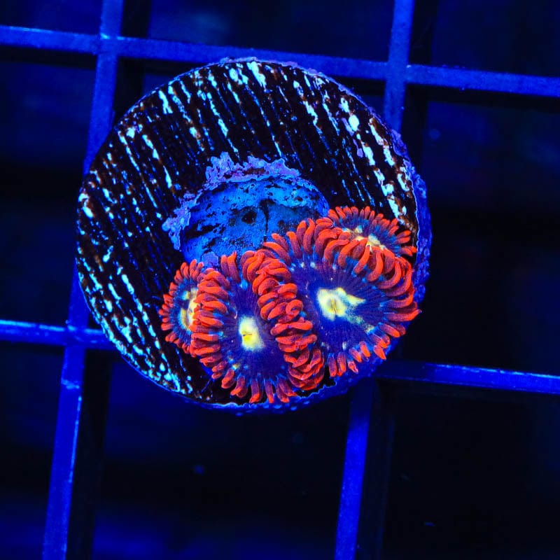 Star Foxx Zoanthids Coral
