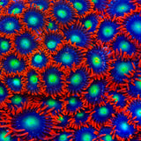 Star Foxx Zoanthids Coral