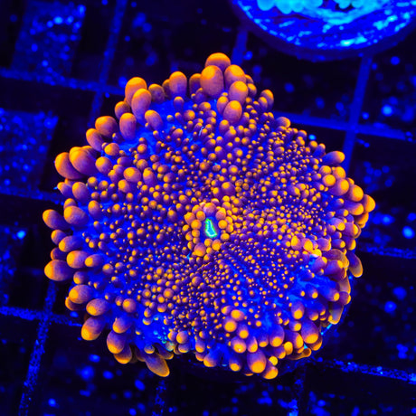 Star Shooter Yuma Coral