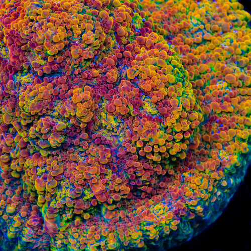 Stellaria Chalice Coral
