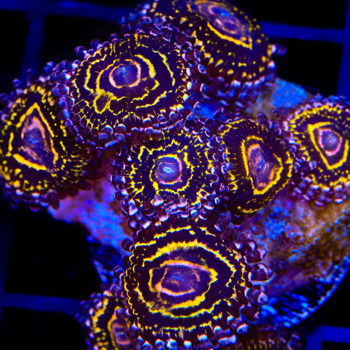 Stratospehere Zoanthids Coral