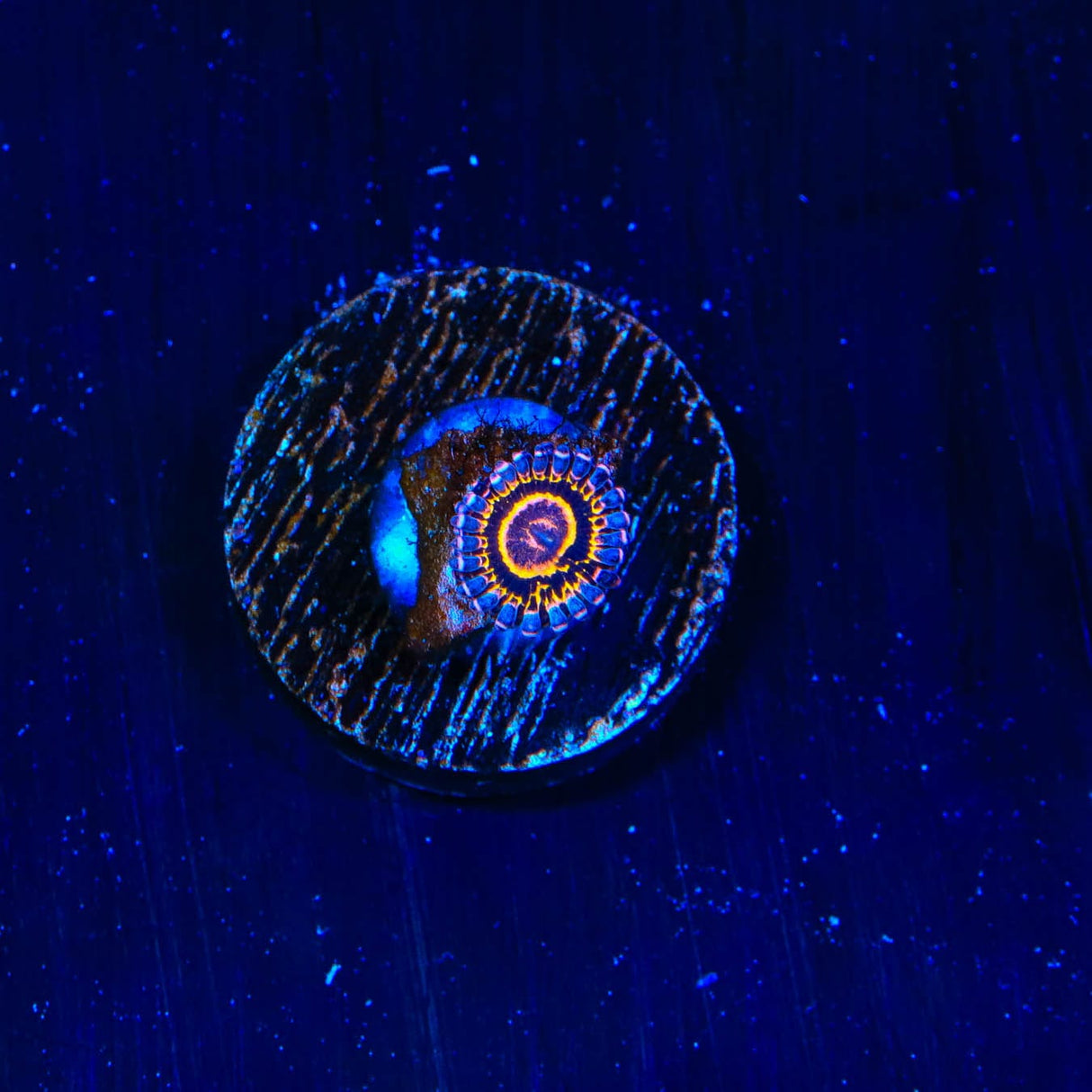 Stratosphere Zoanthid Coral