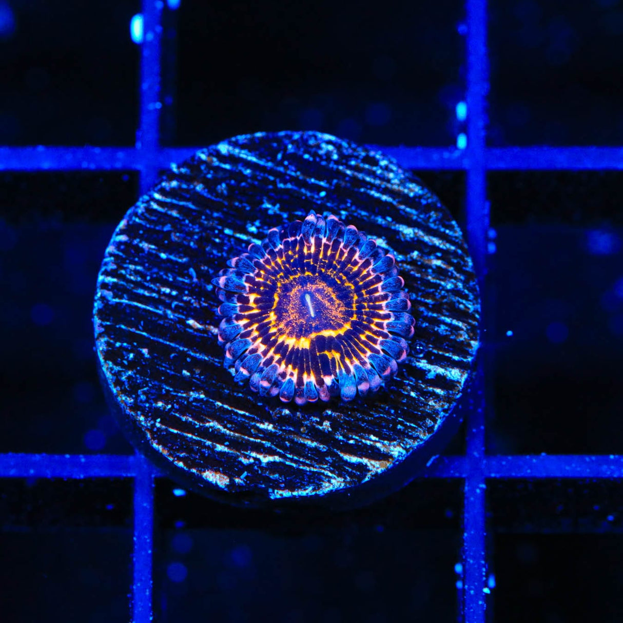 Stratosphere Zoanthids Coral