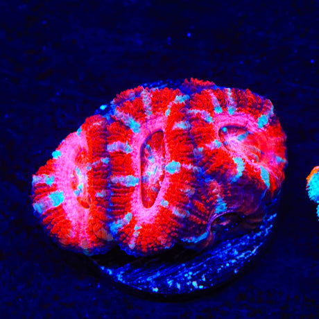 Strawberry Acan Coral