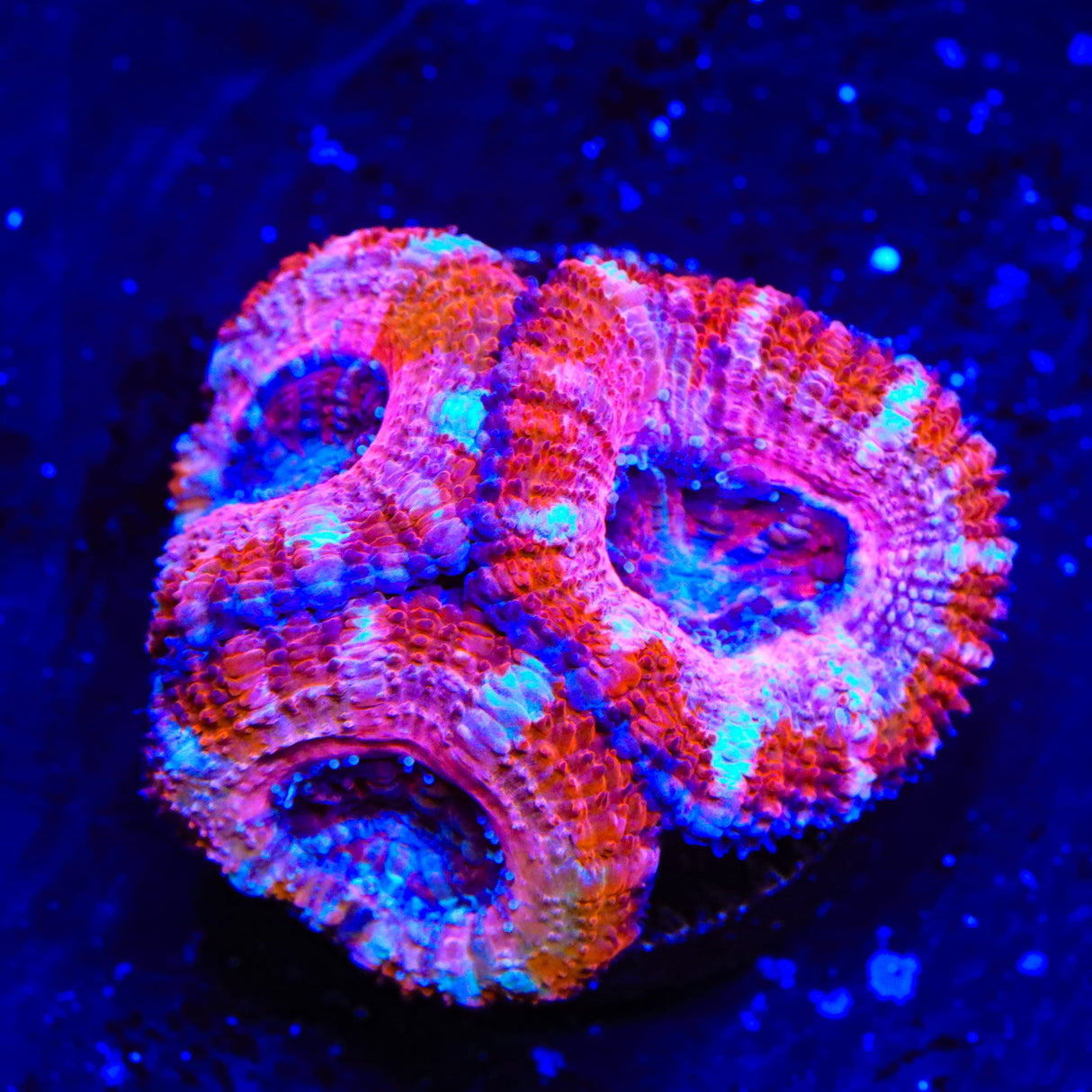 Strawberry Acan Coral